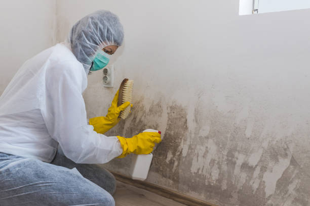 Best Basement Mold Removal  in Appleton, MN