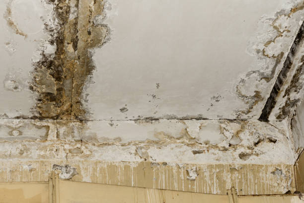 Best Post-Remediation Verification Testing  in Appleton, MN