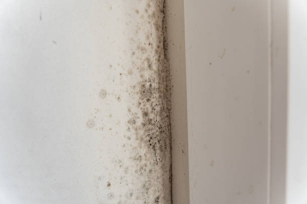 Best HVAC Mold Inspection and Cleaning  in Appleton, MN